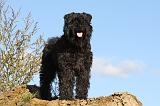 BOUVIER DES FLANDRES 322